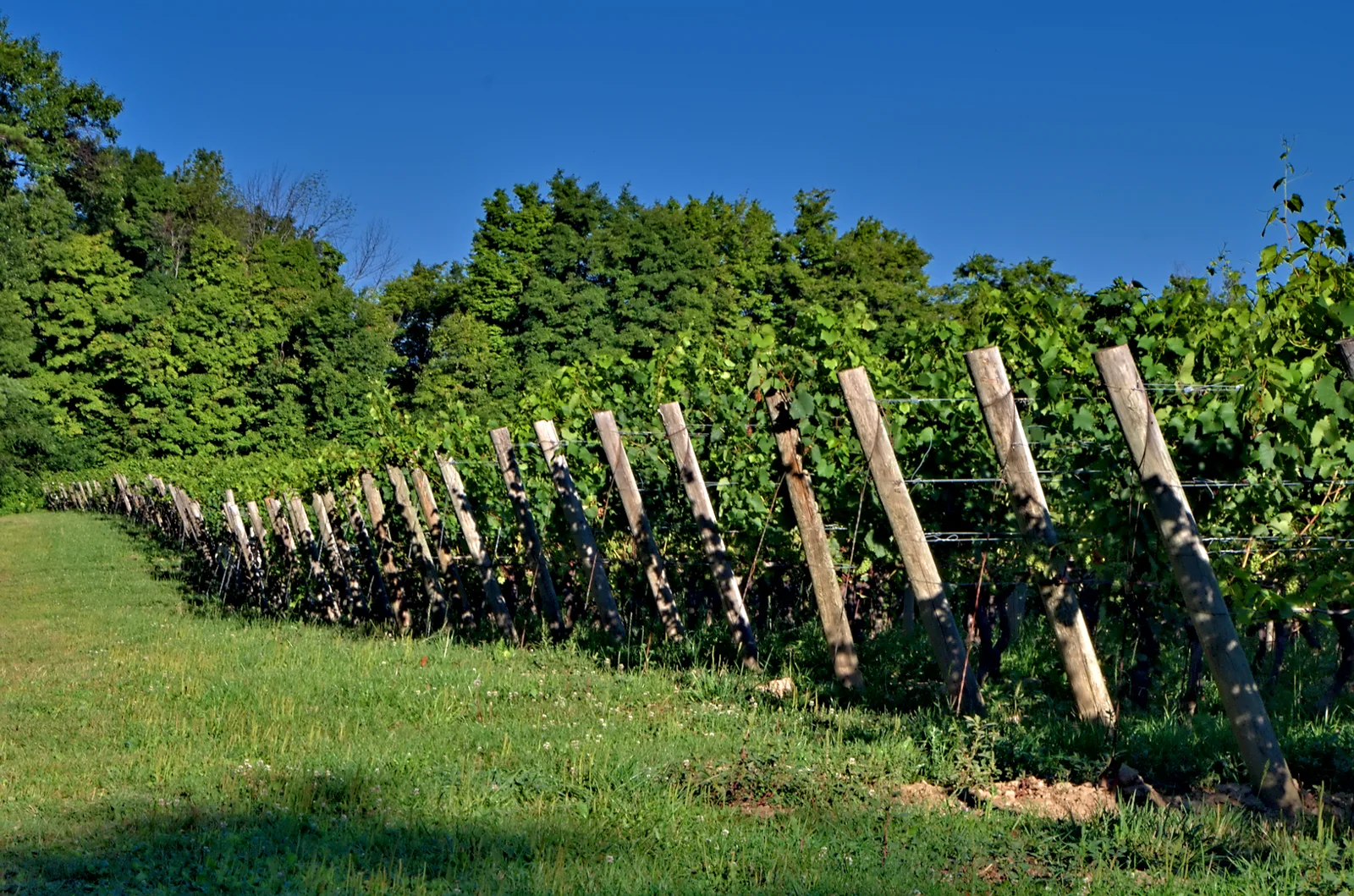 Morning light over rows of vines on the Niagara Escarpment
